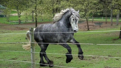 Beautiful Friesdale Horses running in slow motion