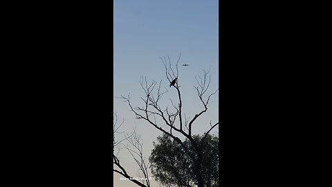 Magpies are fearless