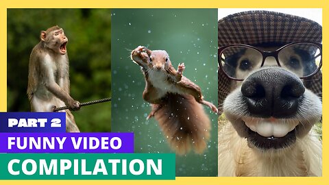 Hilarious Animal Attacks on Humans | Funny Animal Fails Compilation 🐒😂