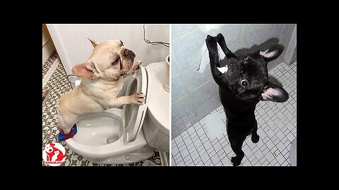 Dogs doing funny things | cutest dog videos TIKTOK Compilation