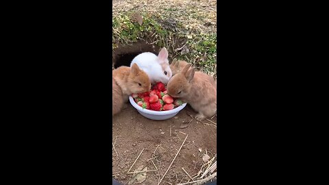 group of rabbits eat strawberries