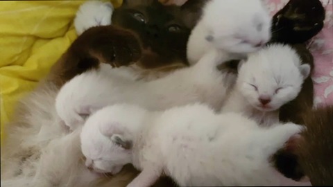 Mommy Cat Hugs her Baby Cute Kittens