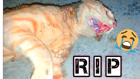 Angry Dogs Kill the Cat | Dog Attack Cat | Dog kill Cat | cat and dog fighting | dogs killed cat
