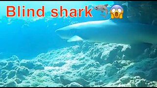 I just met a Blind Shark while diving drunk