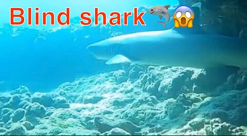 I just met a Blind Shark while diving drunk