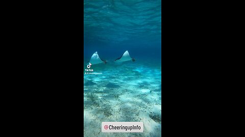 Sting Rays Hol Chan Marine Reserve Belize