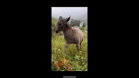 Cute baby Nilgiri tahr 😍