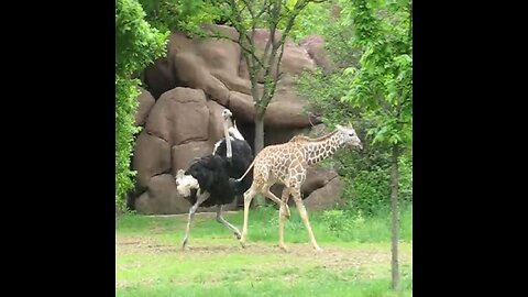 Ostriches and giraffes play like fighting🤣