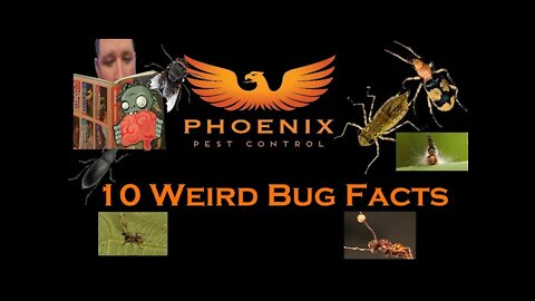 10 Weird Bug Facts (1) #whatbugsme
