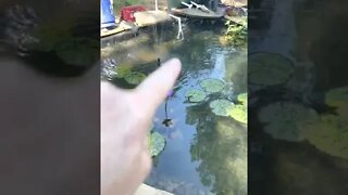 How to get clear water in Koi pond!