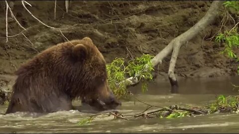 Kamchatka, life begins, respect for nature 12