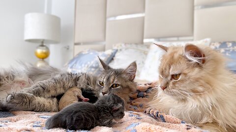 Dad Cat Meets Newborn Kittens for the First Time!