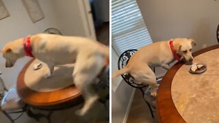 Excited Doggy Slides Across Table For Birthday Treat