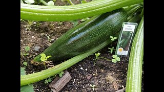 Gardens first harvest. Zucchinis and Yellow Beans.