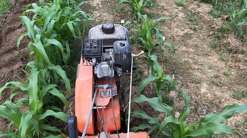 Tilling and Hilling the corn