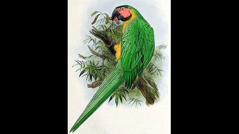 Dominican Macaw