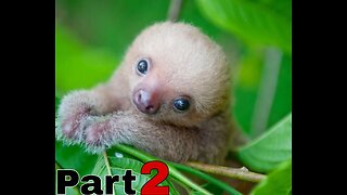 Baby Sloth Being Sloths