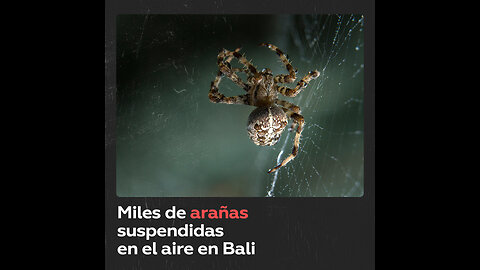 Una telaraña con miles de arañas se extiende por una isla indonesia