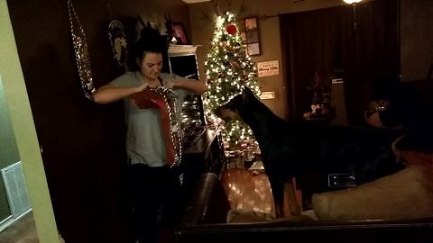 Doberman extremely excited to open Christmas stocking