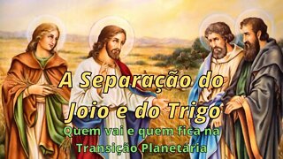 A Separação do Joio e do Trigo