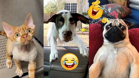 🐶🤣 Very Funny! 2024's Funniest Dogs and Cats 😅❤️ 2024's New Funny Animals