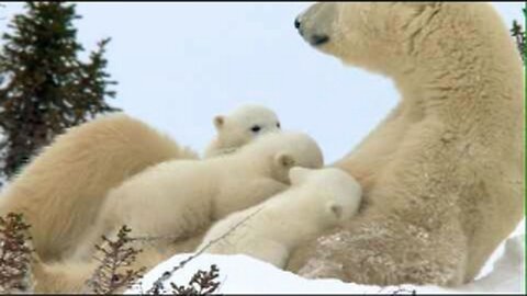 the babies bear - riding on the mother