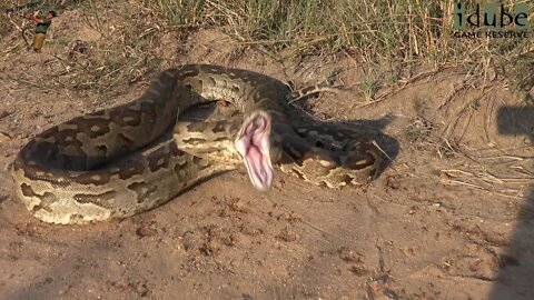 Huge Southern African Python Defensive Strike!!!