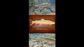 Brook Trout on Leather