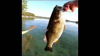 smallie release