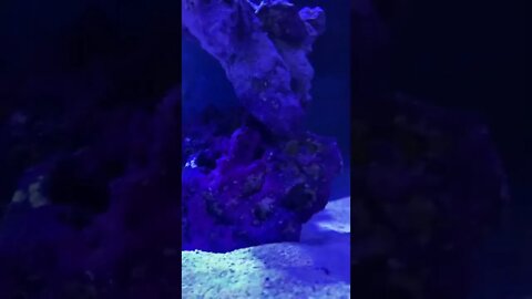 New Saltwater Tank Aquarium Set Up With 2 Nemo