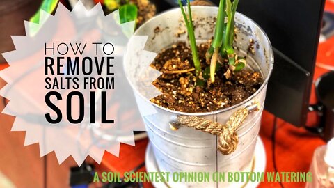 BOTTOM WATERING PLANTS. HOW BOTTOM WATER PLANTS. A SOIL SCIENTIST VIEW | Gardening in Canada