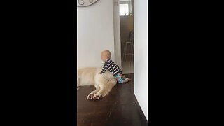 Baby gives Golden Retriever a Butt Massage
