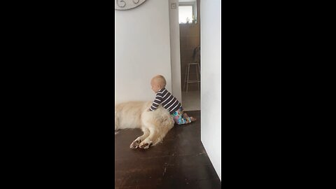 Baby gives Golden Retriever a Butt Massage
