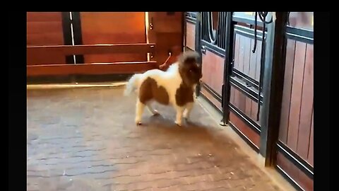 Excited Miniature Horse Runs Around Barn