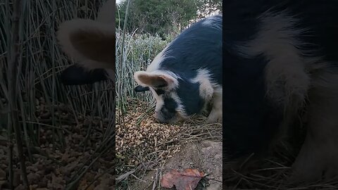 Lina the Kune Kune finds hidden food. #homesteading #pigs #kunekune