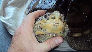 Gigantic snapping turtle thinks he's a lap dog