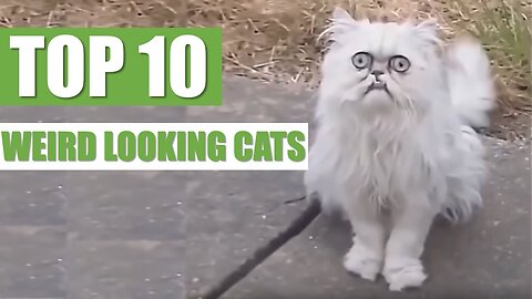 TOP 10 WEIRD LOOKING CATS