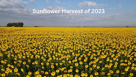 Sunflower Harvest of 2023