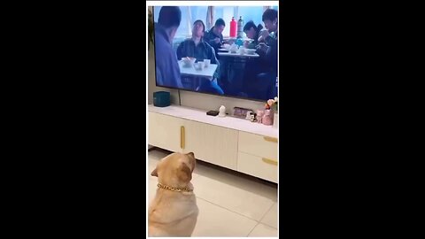 Dog trying to eat from TV