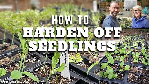 🌱 How to Harden Off Seedlings | Seedling Care - SGD 335 🌱