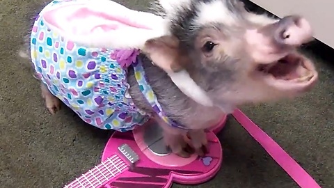Costume-wearing mini pig shows off guitar skills