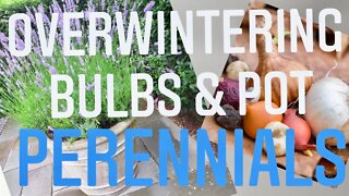 OVERWINTERING PERENNIALS IN POTS & WINTER BULB STORAGE. ITS ALL BASED ON ZONE | Gardening in Canada