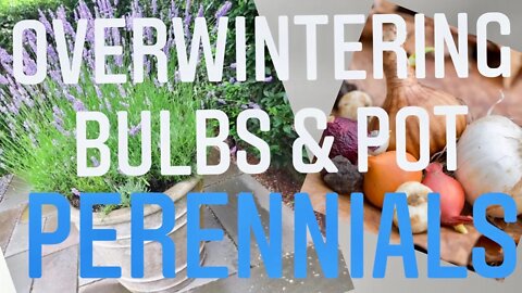 OVERWINTERING PERENNIALS IN POTS & WINTER BULB STORAGE. ITS ALL BASED ON ZONE | Gardening in Canada