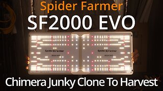 Spider Farmer SF2000 EVO: Chimera Junky Grow Cycle Clone To Harvest