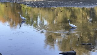 White Egrets close by