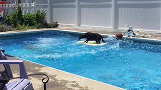 Dog maintains perfect balance despite massive cannonball