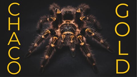 ARGENTINA GOLD - The Chaco Golden Knee Tarantula - Grammostola pulchripes