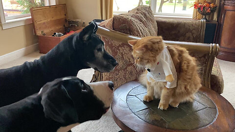 Playful Doctor Cat Reminds Great Danes About Social Distancing