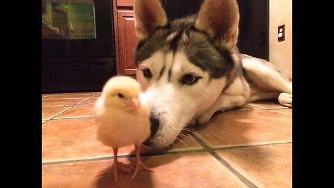 Husky and Baby Chick! (Best Friends!)