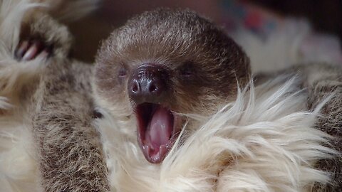 Cute Baby Sloths Being Sloths - FUNNY Compilation